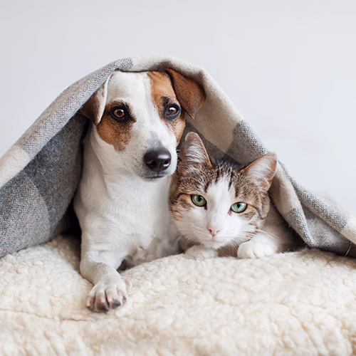 Animal Protection Guarantee
